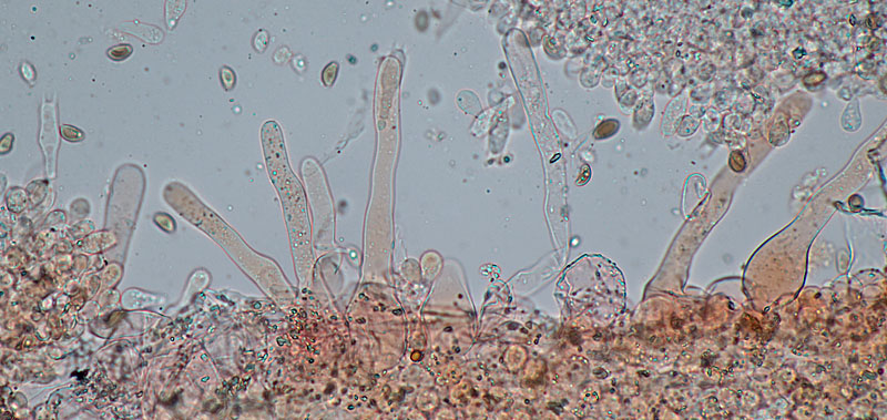 Coprinellus heterothrix